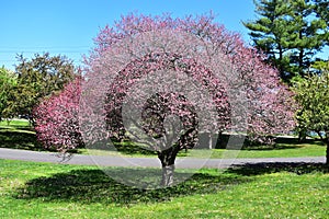 Crabapple blooming in Arie den Boer Arboretum