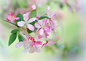 Crabapple blossoms