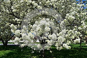 Crabapple Blossoms at Arie den Boer Arboretum in Des Moines, Iowa