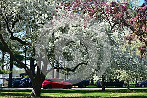 Crabapple Blossoms at Arie den Boer Arboretum in Des Moines, Iowa