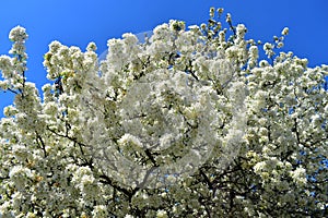Crabapple Blossoms at Arie den Boer Arboretum in Des Moines, Iowa photo