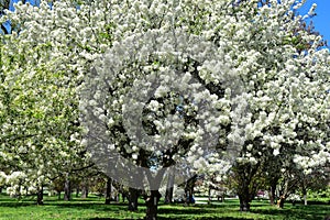 Crabapple Blossoms at Arie den Boer Arboretum in Des Moines, Iowa photo