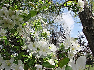 Crabapple Blossoms