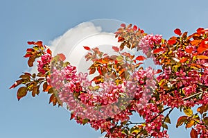 Crabapple Blossoms in Spring
