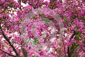 Crabapple Blossoms in the Spring