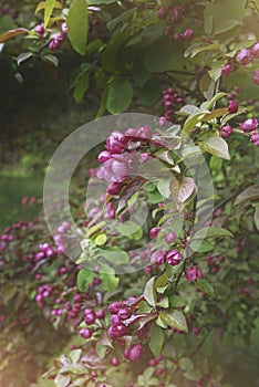 Crabapple blossums in spring