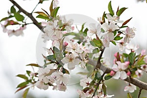 `Crabapple Dreams` beautiful crab apple blossoms with milky white dreamy sky background unretouched