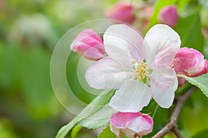 Crabapple Flower Blossom in Spring