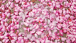 Crabapple Flower Petals on the Ground