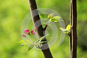 Crabapple flowers