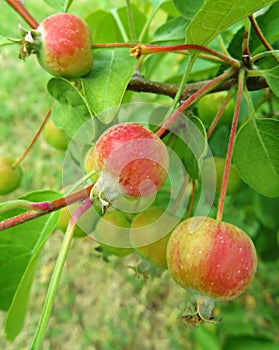 Crabapple fruit and leaves