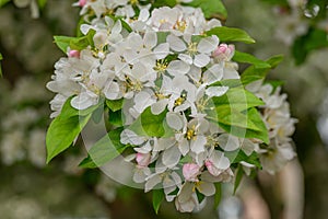 Crabapple Malus Spring Snow, fragrant pure white bloom photo