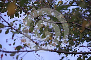 Crabapple silhouettes 2662