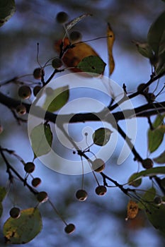 Crabapple silhouettes 2709