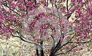 Crabapple Tree in Bloom