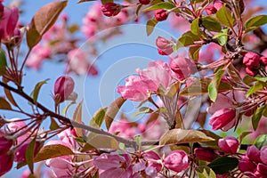 Crabapple tree in bloom