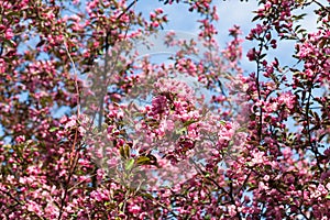 Crabapple tree in bloom