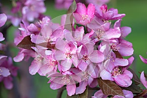 Pink Apple Tree Blossoms in Spring