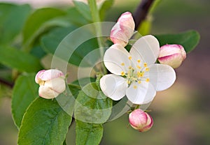 Crabapple Tree Blossom