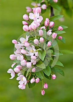 Crabapple Tree Blossoms