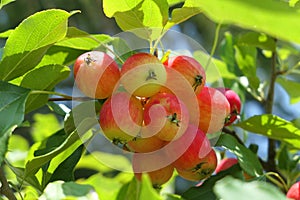 Crabapple tree full of apple fruits
