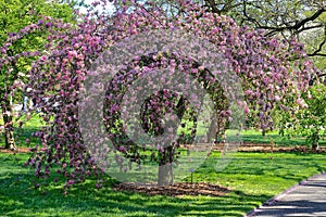 Crabapple tree in full bloom at the Brooklyn Botanic Garden