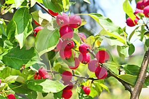 Crabapple tree full of fruits