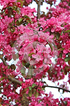 A Crabapple tree with pink blossom