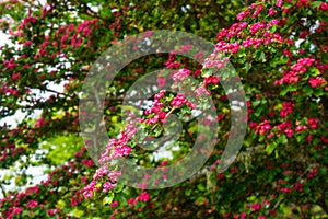 Crabapple Tree Pink Blossoms