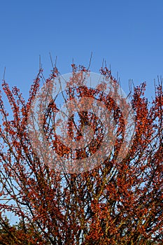 Crabapple tree in winter, red fruits on bare branches against a blue sky