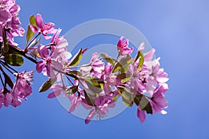 Crabapple Trees Blooming