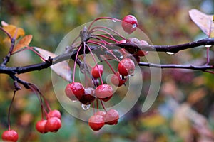 Crabapple trees covered in ripe fruit