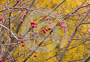 Crabapples