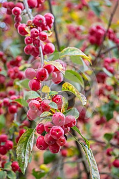 Crabapples