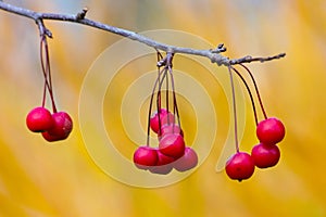 Crabapples Hanging From Bare Branch