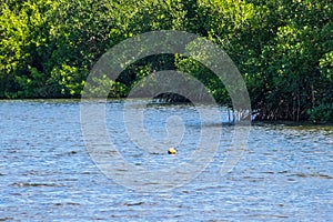Crabbing buoy floating on Long Bayou amongst mangrove forest