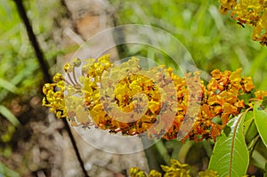 Crabbu Tree Blossoms