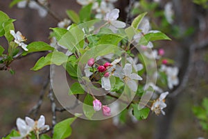 `Crabby Beauty`delicate pastel crabapple blossoms in spring rain shower