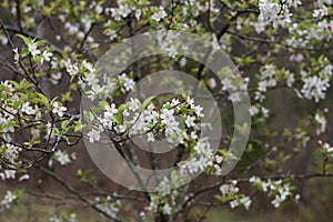 `Crabby Peggy`delicate pastel crabapple blossoms in spring rain shower