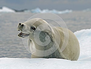 Crabeater Seal 11 photo