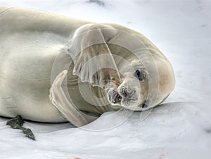 Crabeater seal photo