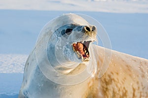 Crabeater seal photo