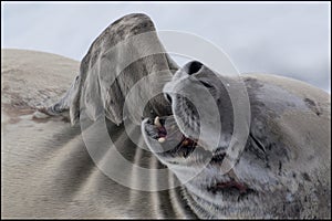 Crabeater Seal