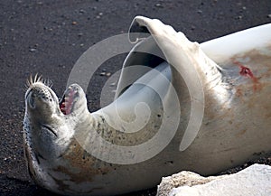 Crabeater seal