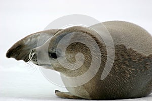 Crabeater Seal photo