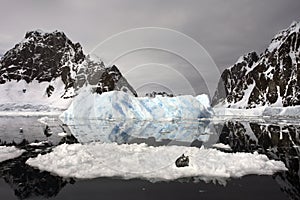 Crabeater Seal - Antarctica