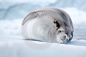 Crabeater Seal, Antarctica