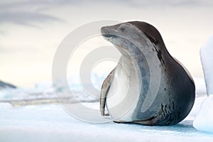 Crabeater Seal, Antarctica photo