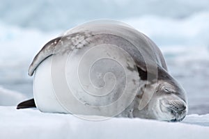 Crabeater Seal, Antarctica photo
