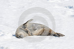 Crabeater seal on beach with snow in Antarctica